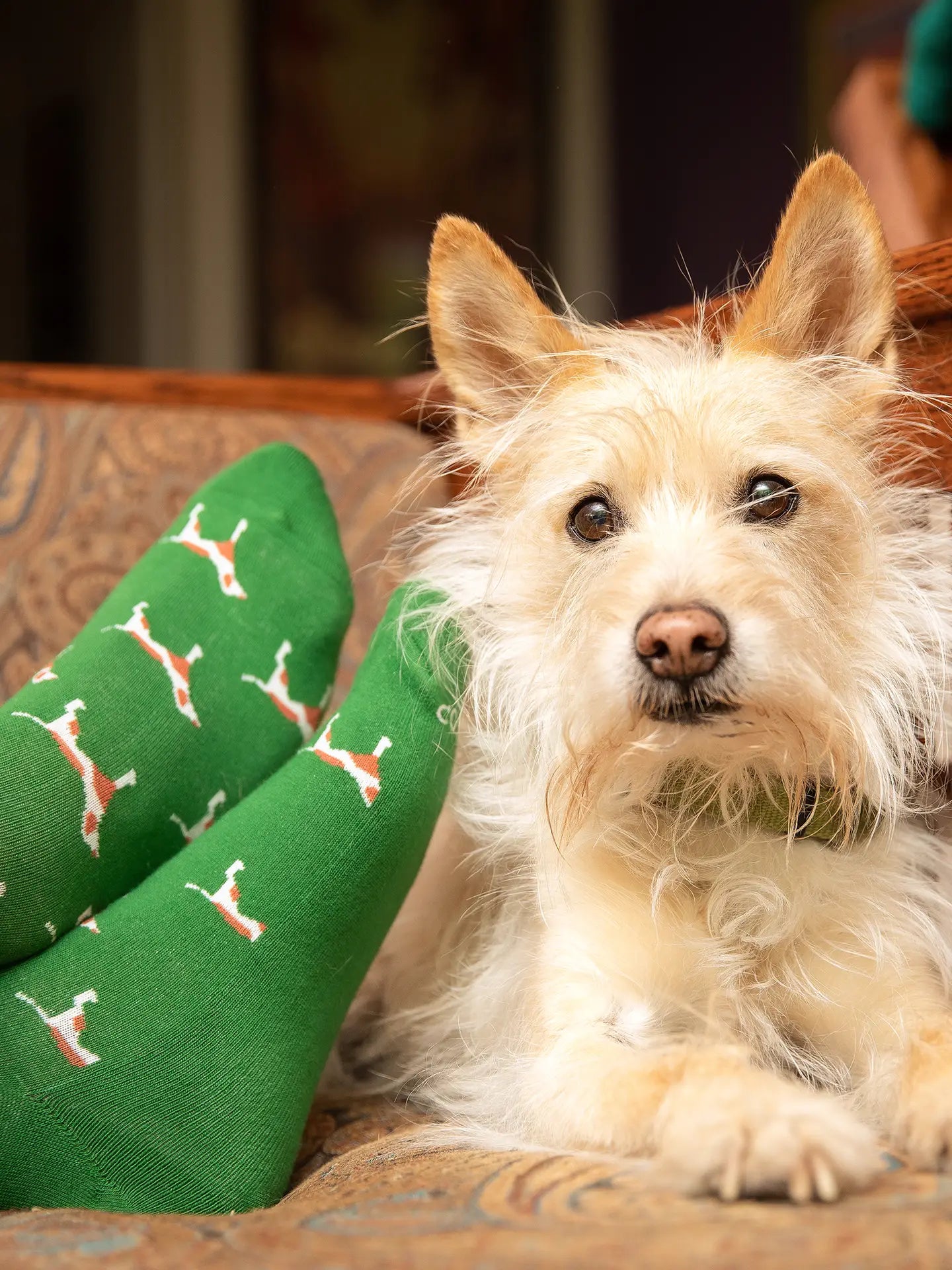 Socks That Save Dogs - Green