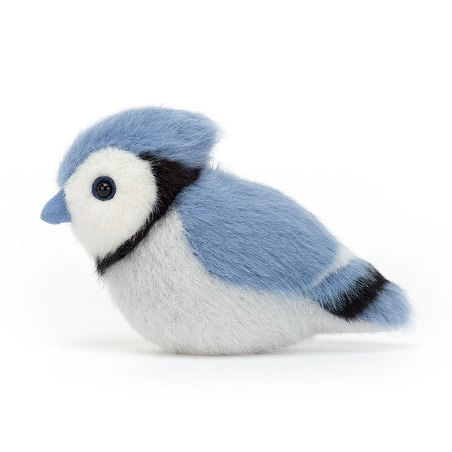 Birdling Blue Jay