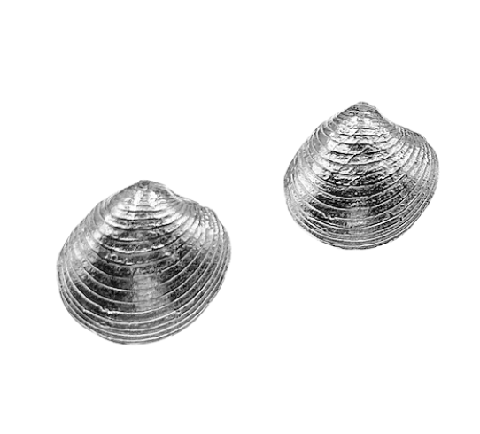 Quahog Stud Earrings