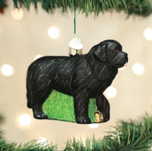 Newfoundland Dog